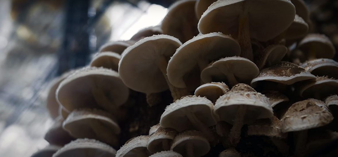 Cultivating Gourmet and Medicinal Mushrooms | PARAGRAPHIC